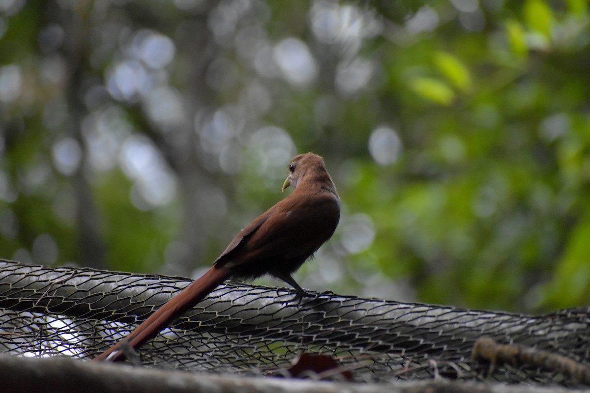 Squirrel Cuckoo - ML640775999