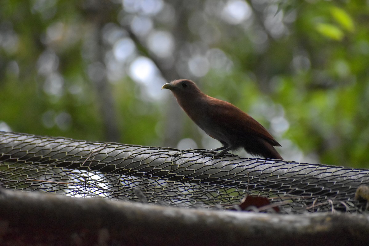 Squirrel Cuckoo - ML640776003