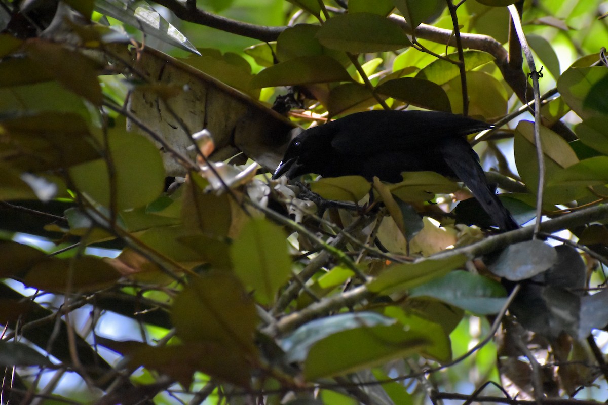 Melodious Blackbird - ML640776013