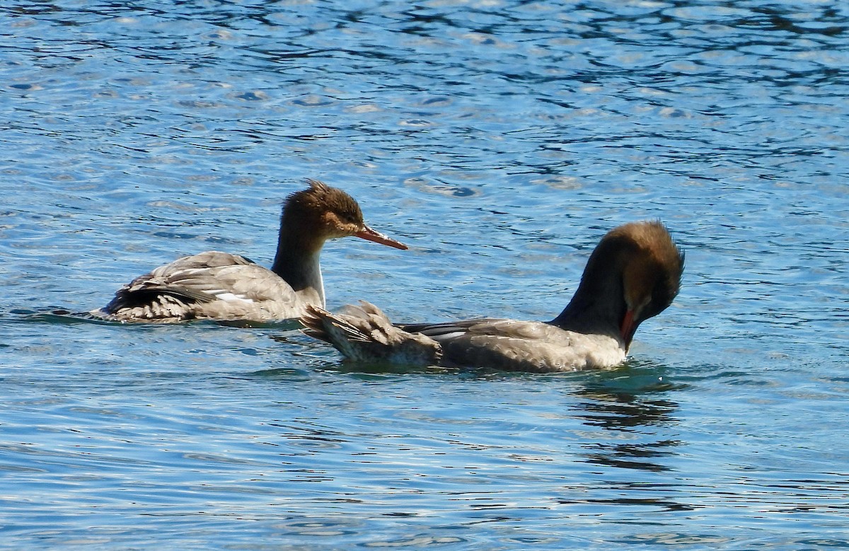 Common Merganser - ML640776052