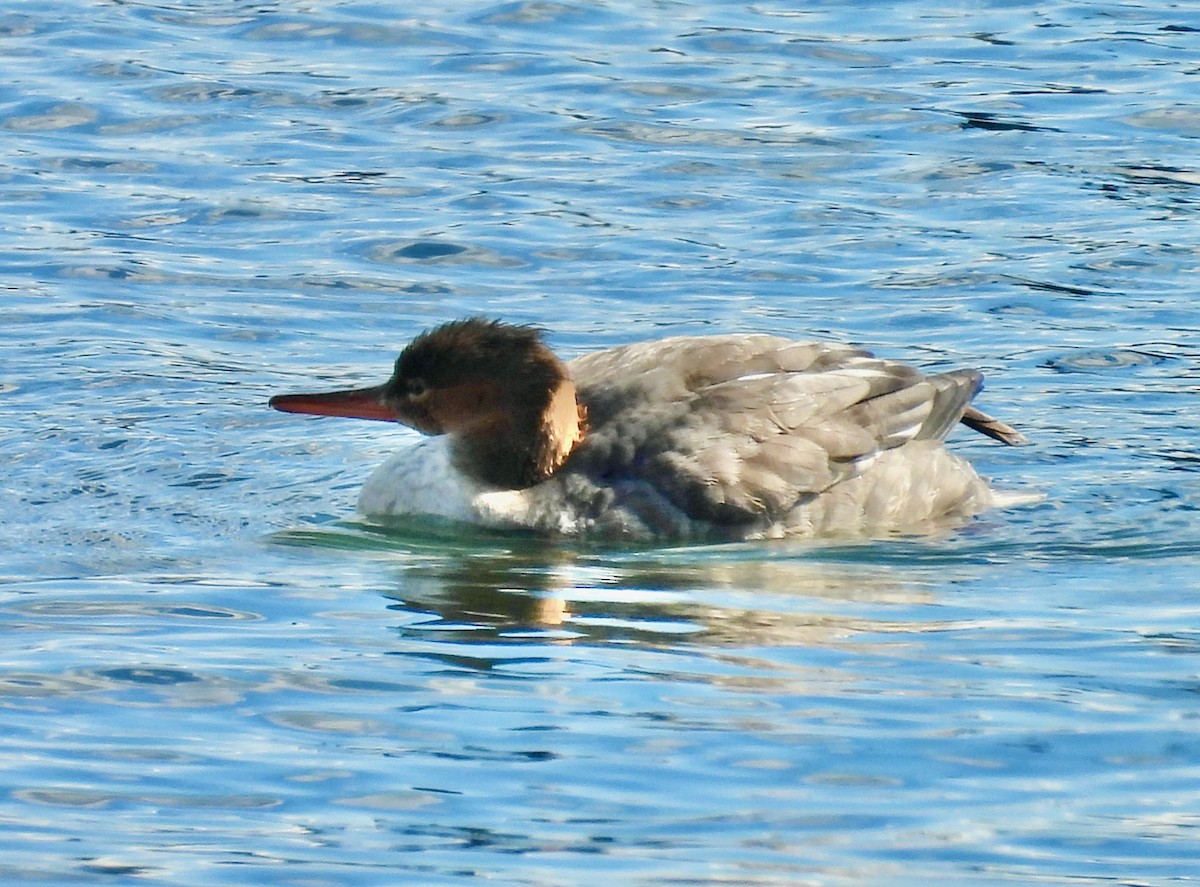Common Merganser - ML640776054