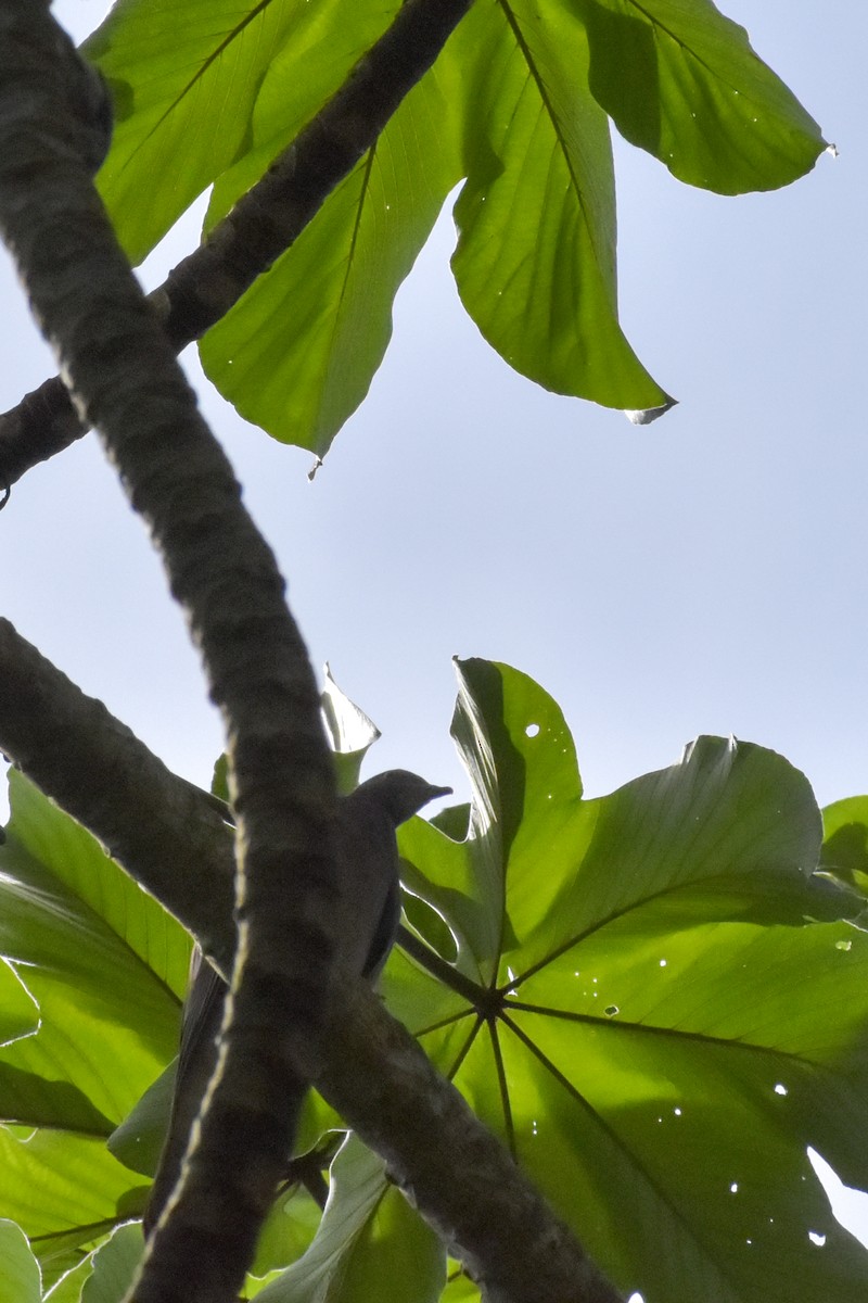 Pale-vented Pigeon - ML640776068