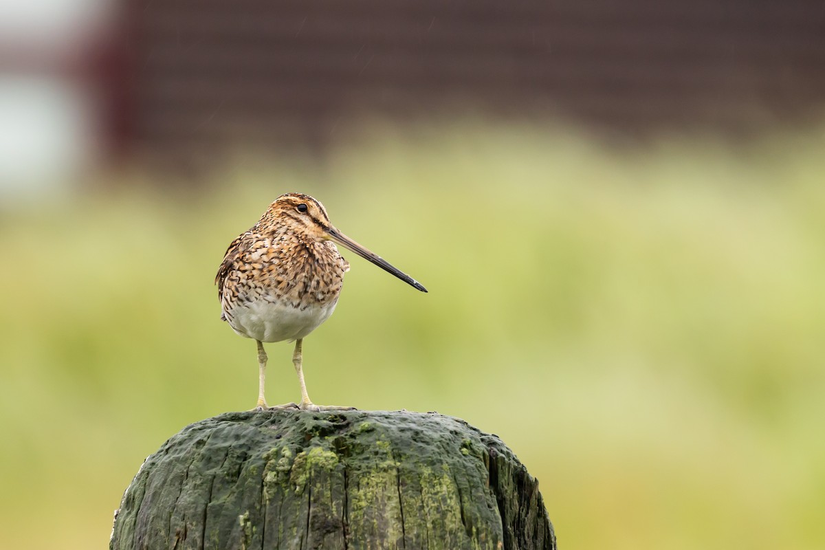 Common Snipe - ML640776111