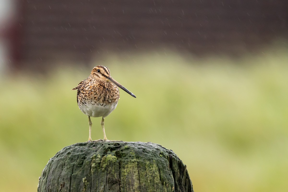Common Snipe - ML640776112