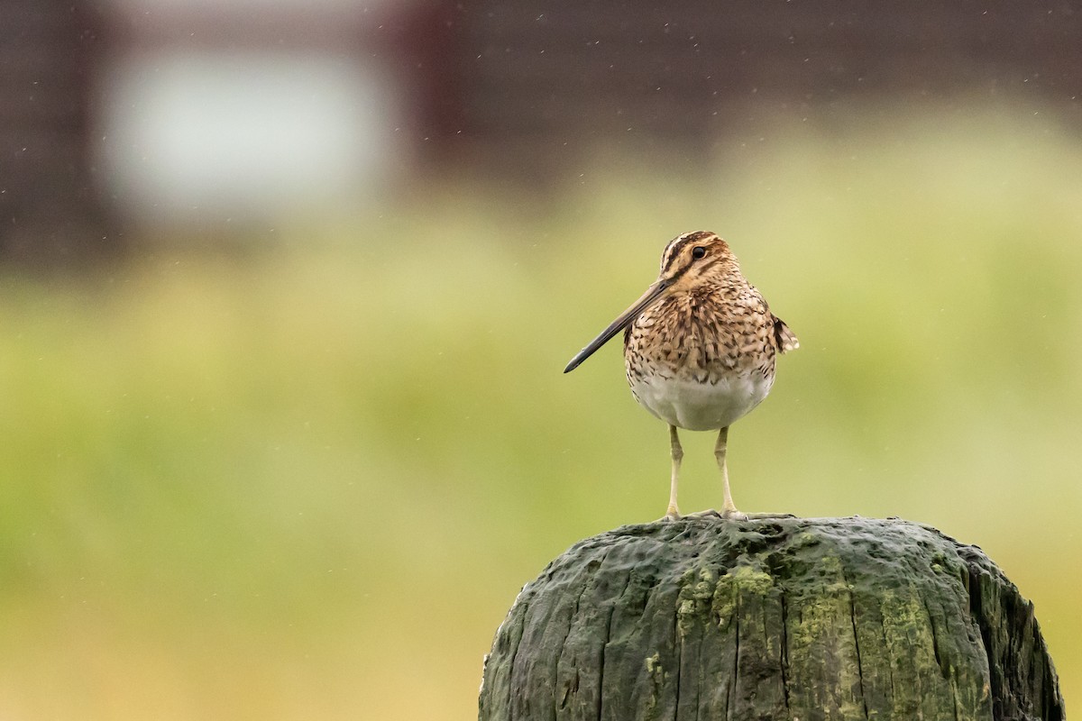 Common Snipe - ML640776113