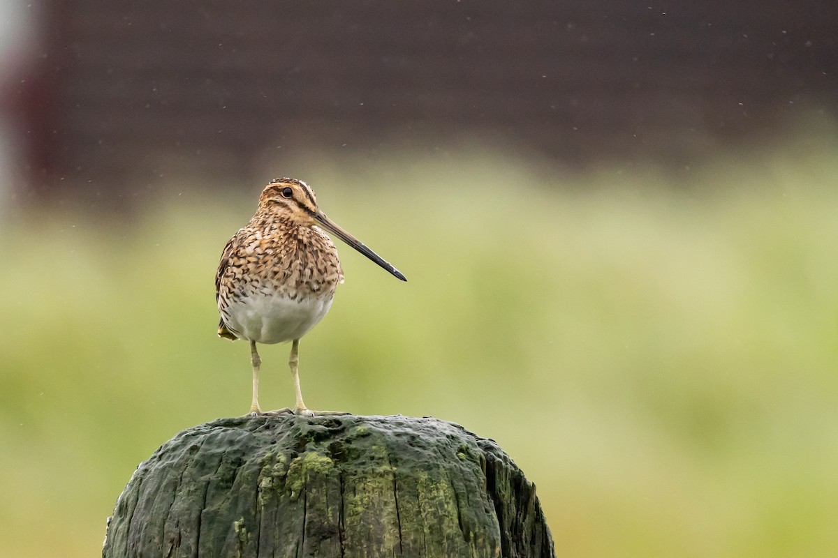 Common Snipe - ML640776114