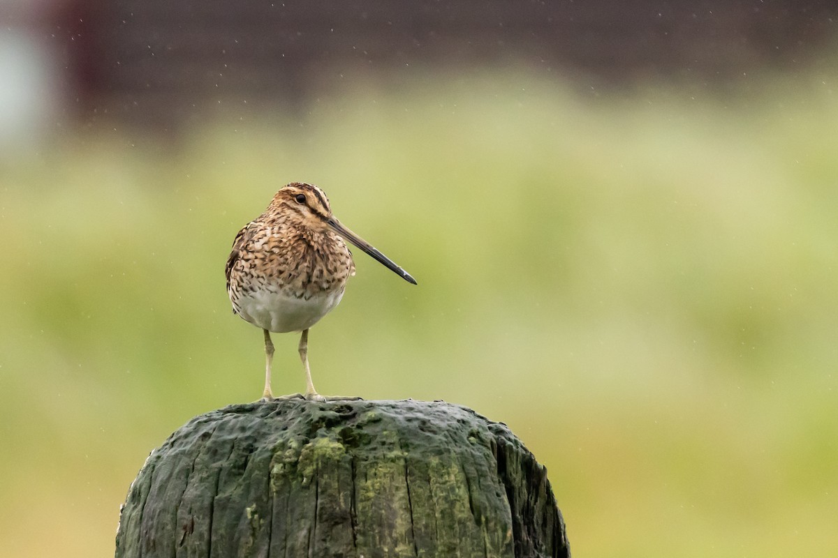 Common Snipe - ML640776115