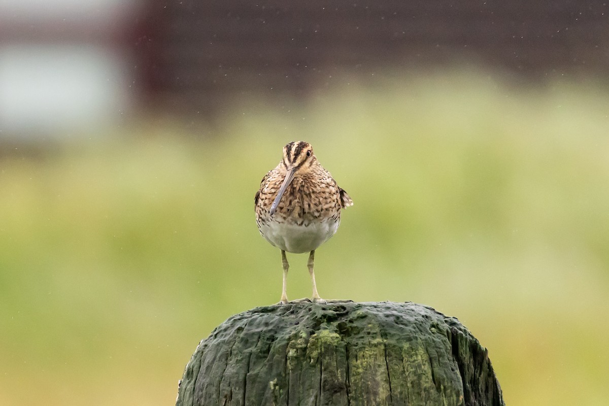 Common Snipe - ML640776116