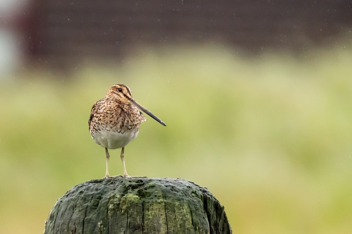 Common Snipe - ML640776117