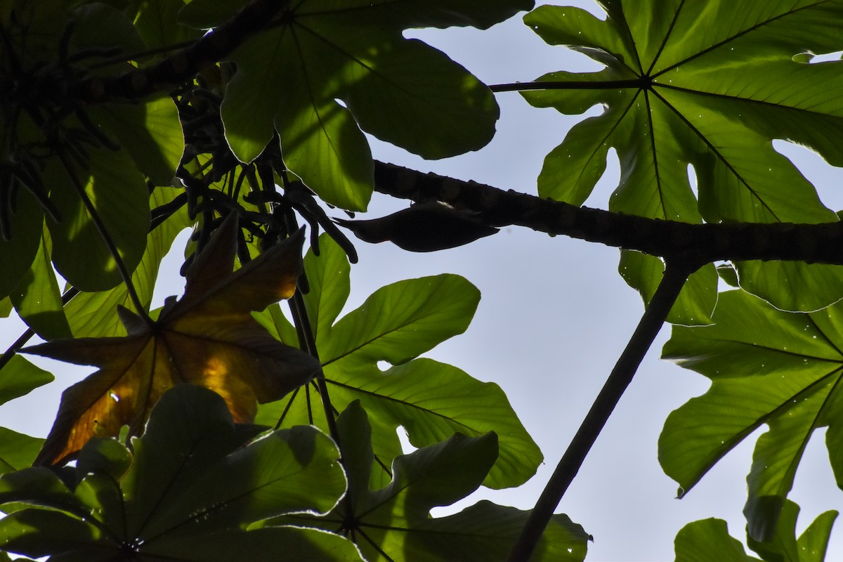 Golden-fronted Woodpecker (Velasquez's) - ML640776118