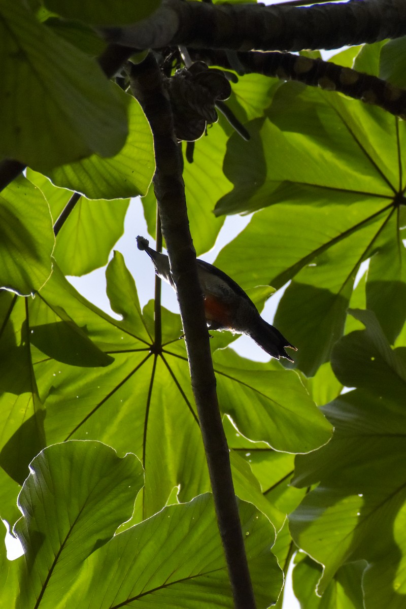 Golden-fronted Woodpecker (Velasquez's) - ML640776123