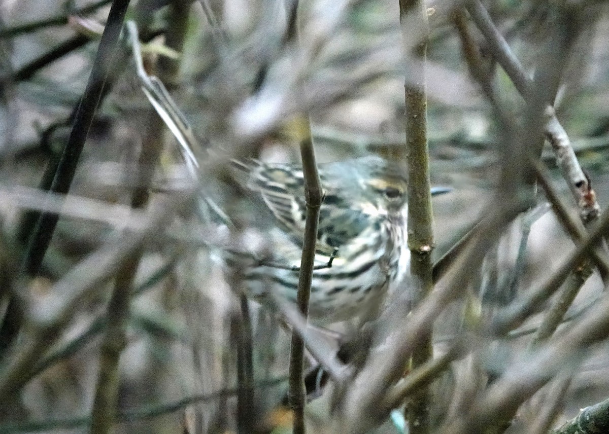 Rosy Pipit - ML640776125