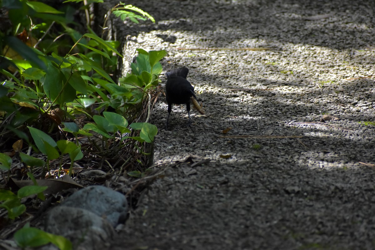 Melodious Blackbird - ML640776160