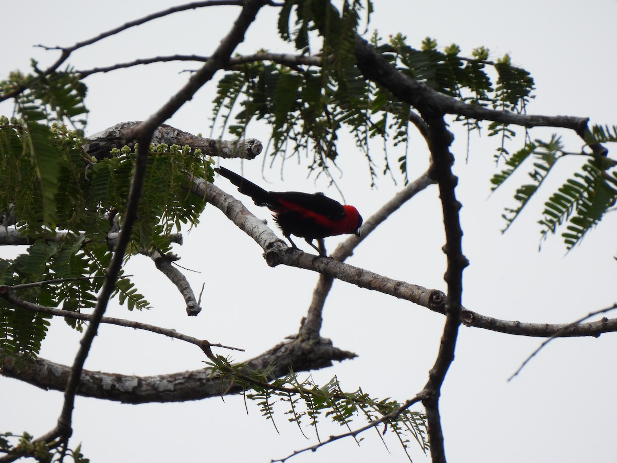 Masked Crimson Tanager - ML640776165