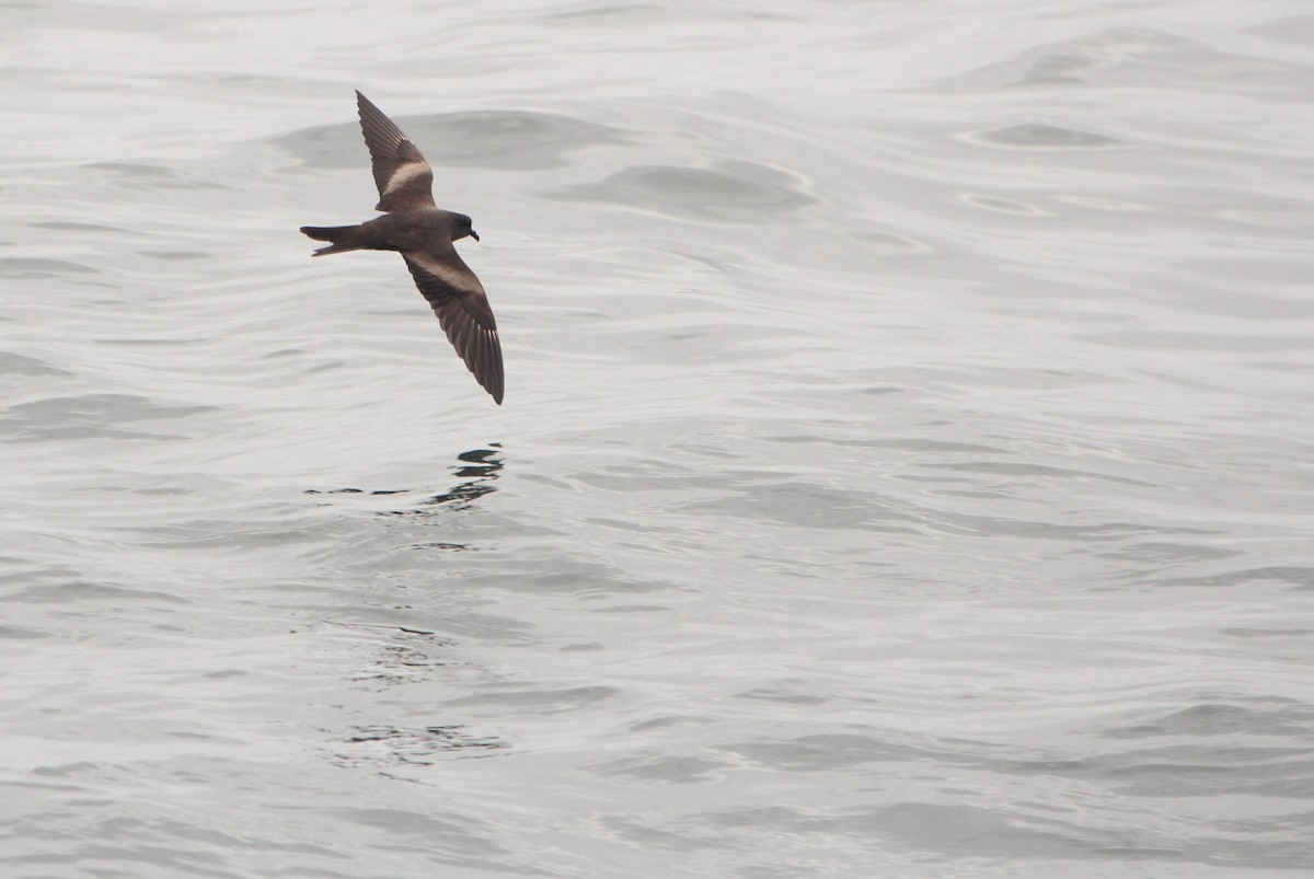 Markham's Storm-Petrel - ML640776183