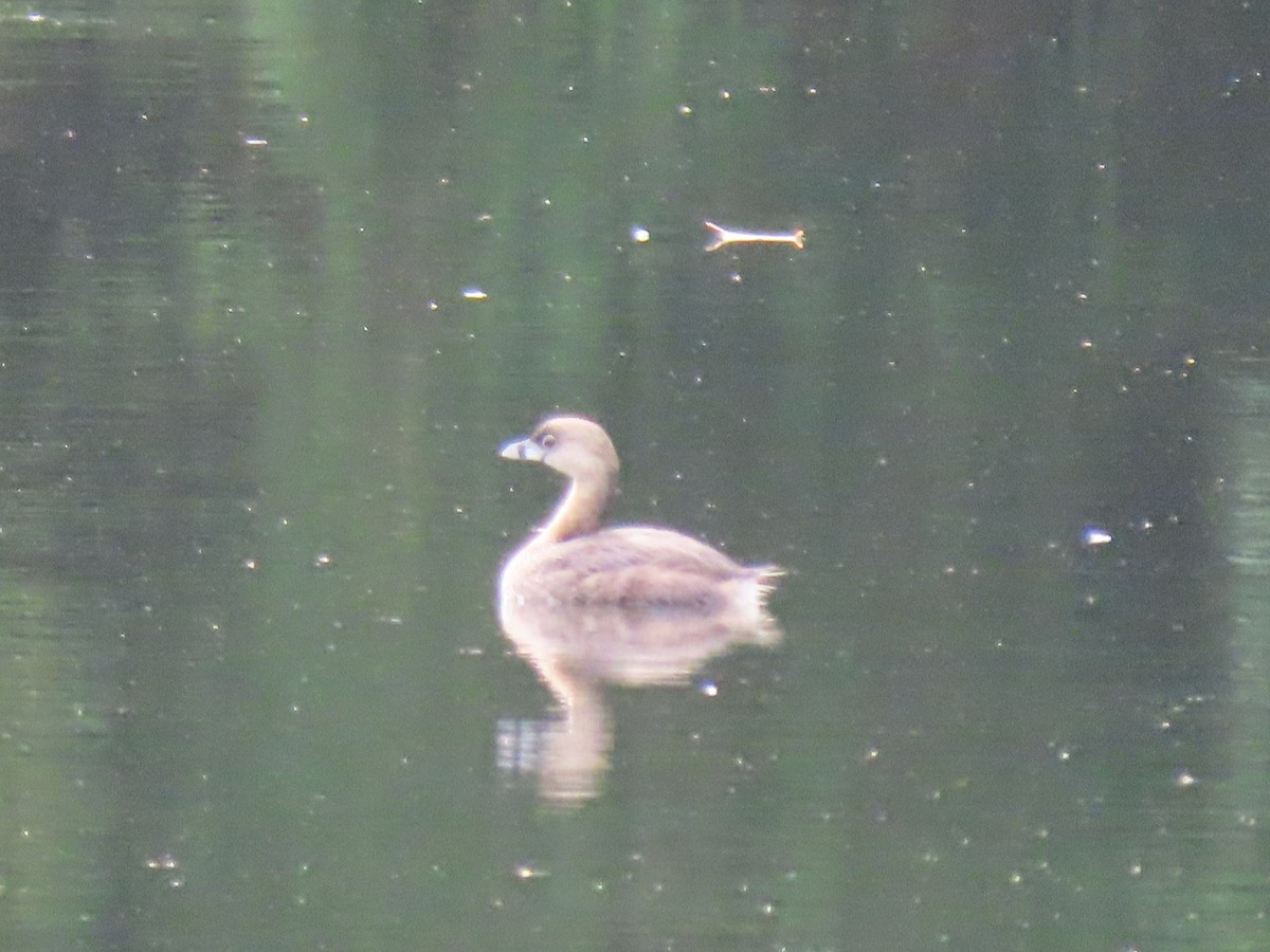 potápka americká - ML640776204