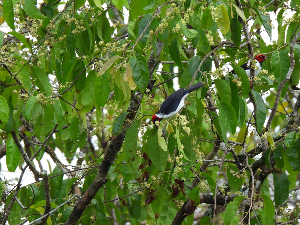 Red-capped Cardinal - ML640776212