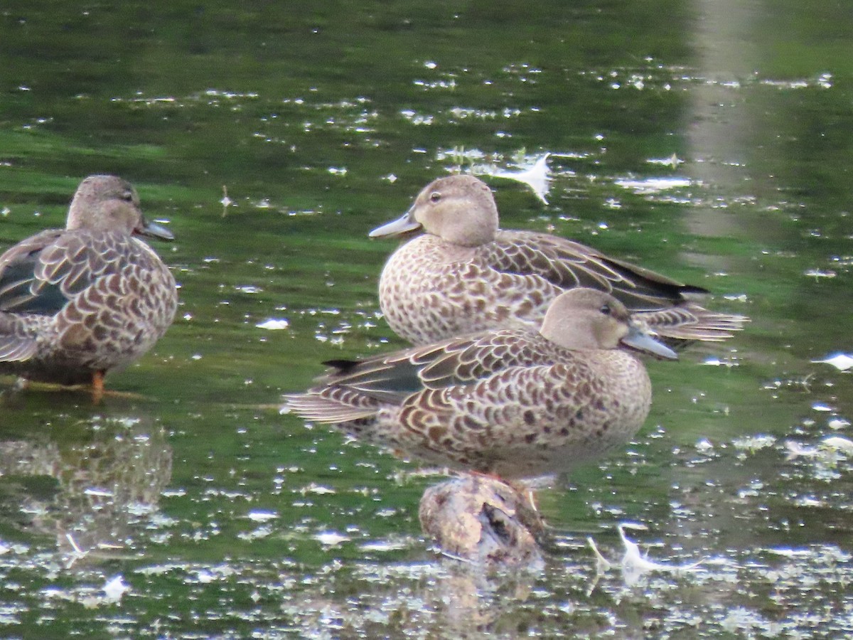 čírka modrokřídlá - ML640776216