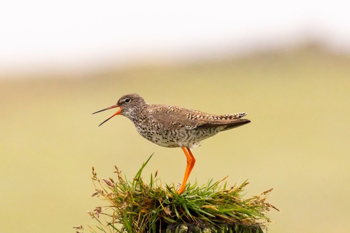 Common Redshank - ML640776307