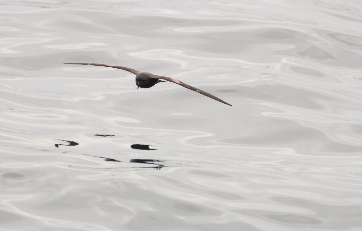 Markham's Storm-Petrel - ML640776358