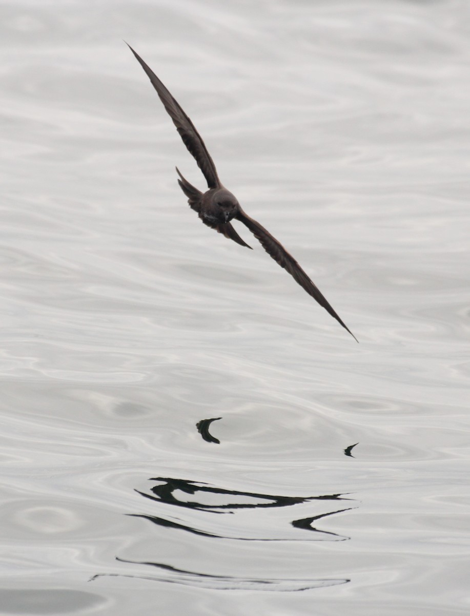 Markham's Storm-Petrel - ML640776414
