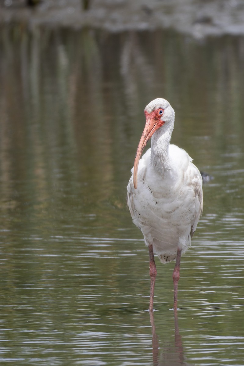 White Ibis - ML640776439