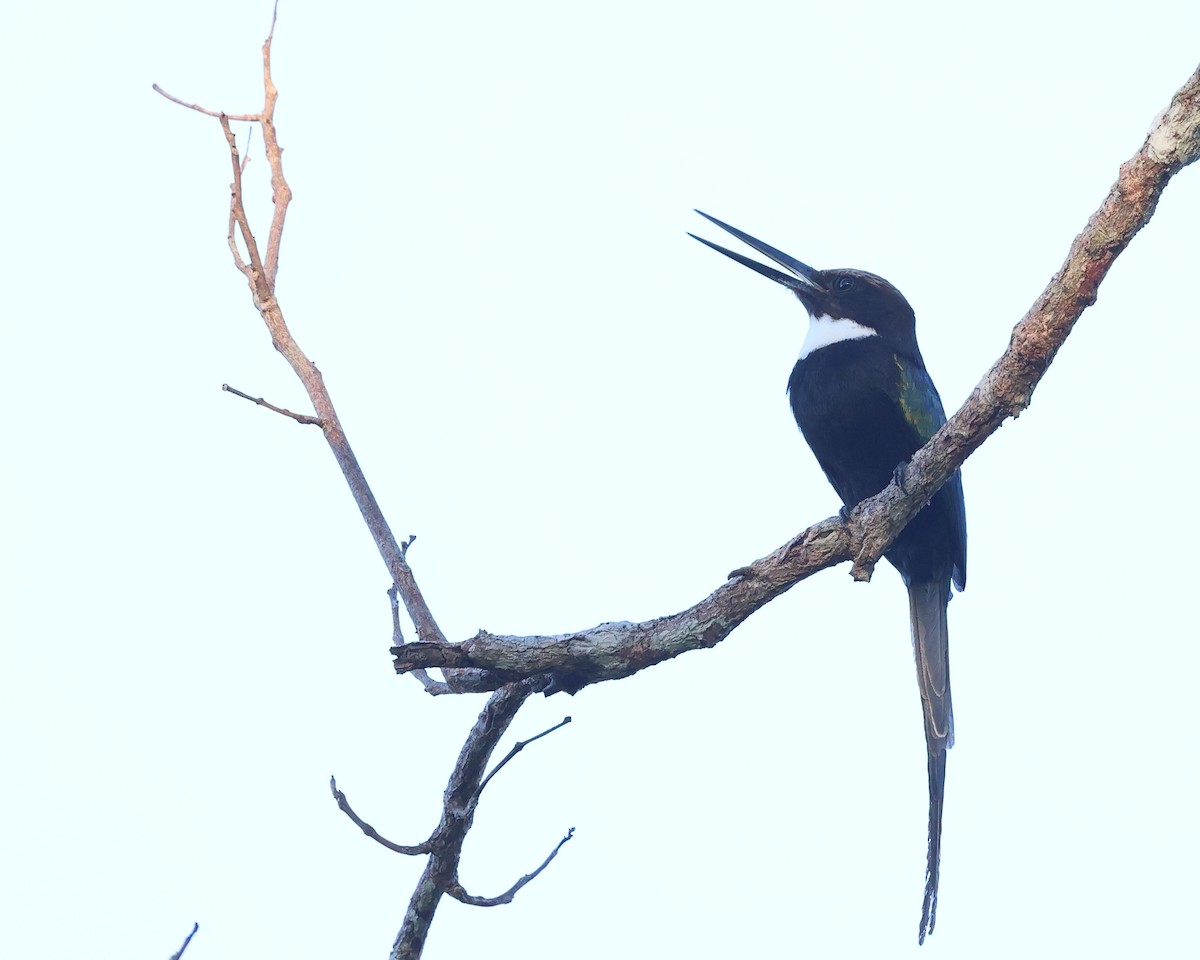 paradisjakamar - ML640776441