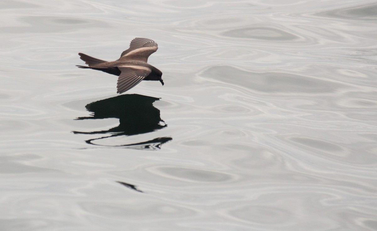 Markham's Storm-Petrel - ML640776483