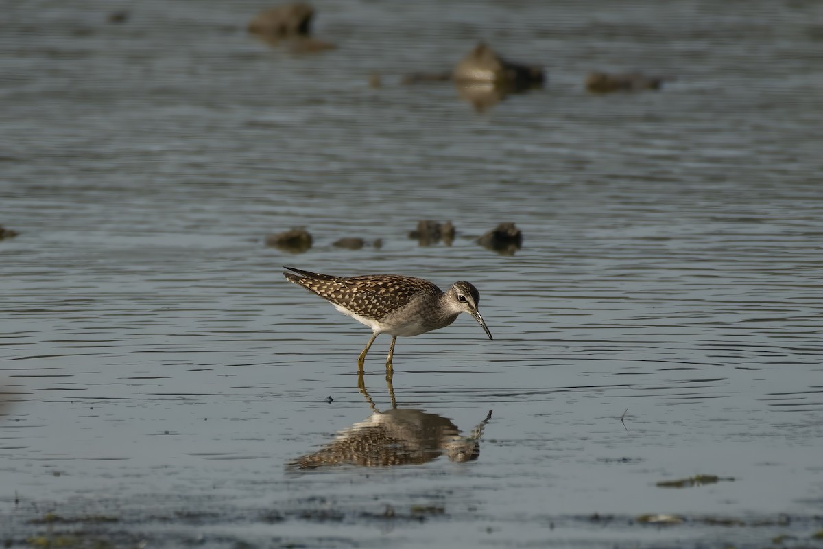 Wood Sandpiper - ML640776503