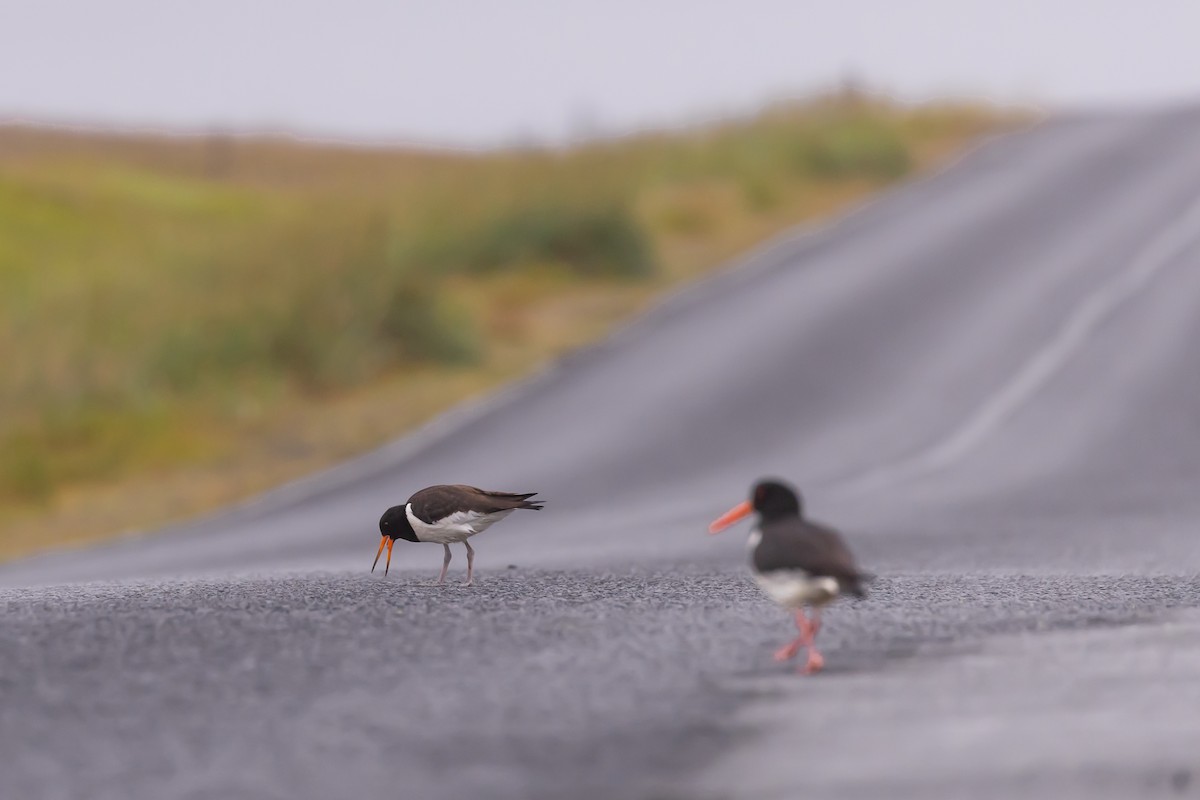 Eurasian Oystercatcher - ML640776506