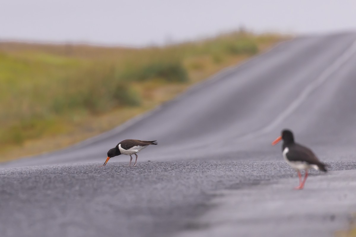 Eurasian Oystercatcher - ML640776507