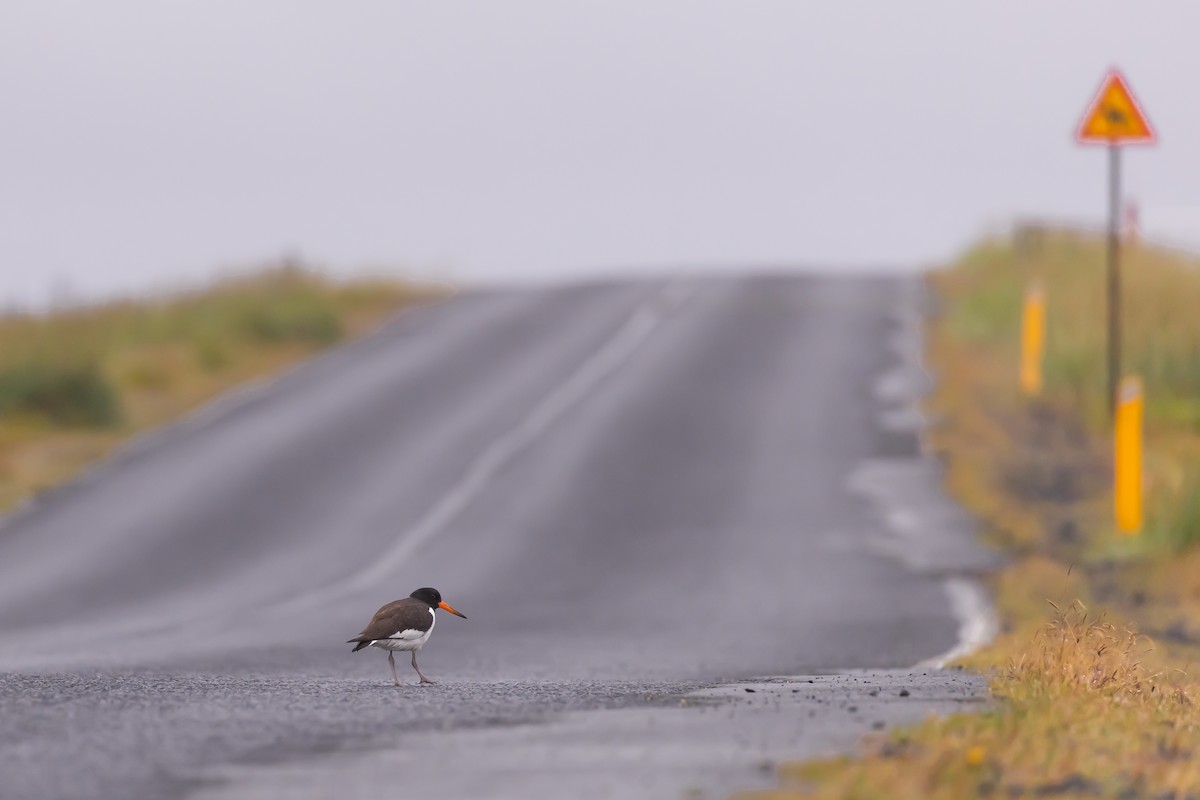 Eurasian Oystercatcher - ML640776508