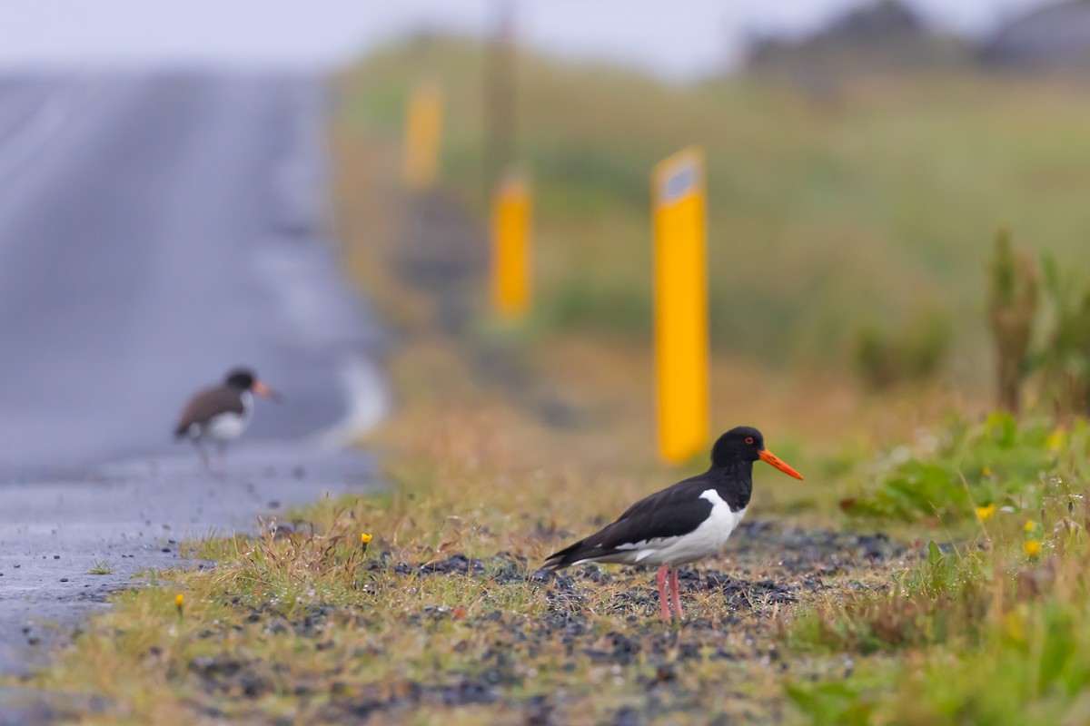 Eurasian Oystercatcher - ML640776509