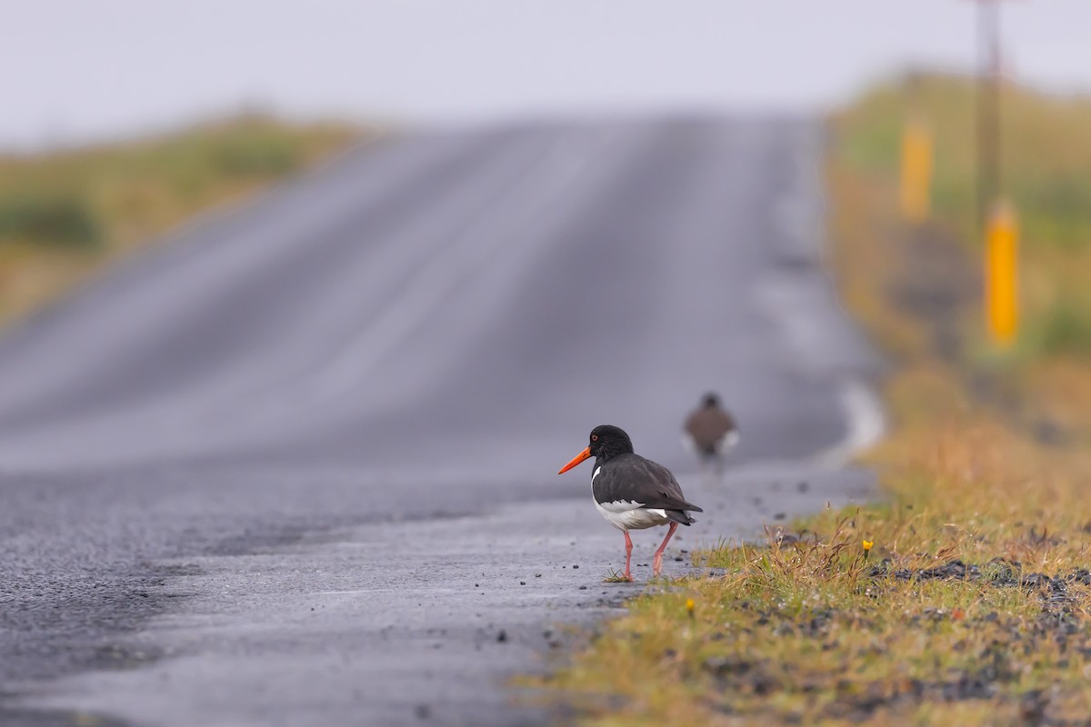 Eurasian Oystercatcher - ML640776511