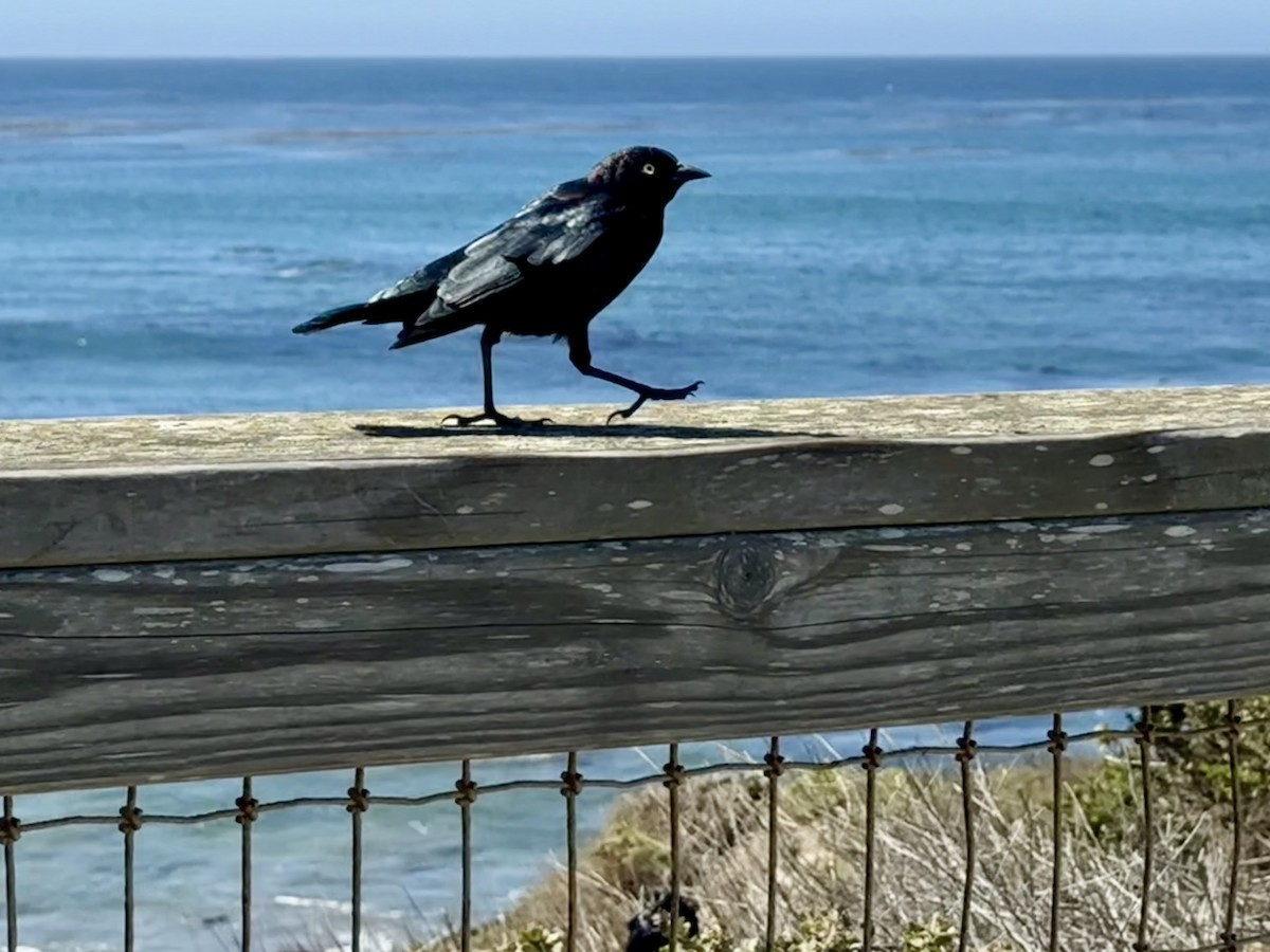 Brewer's Blackbird - ML640776574
