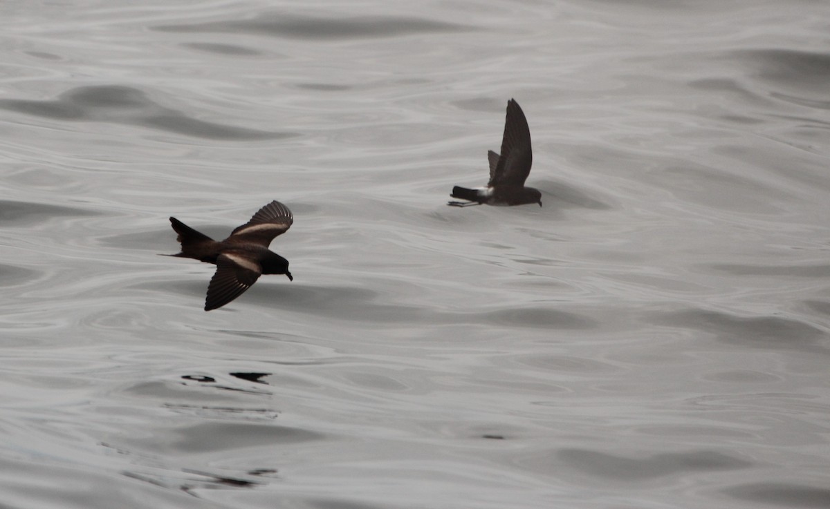Markham's Storm-Petrel - ML640776589