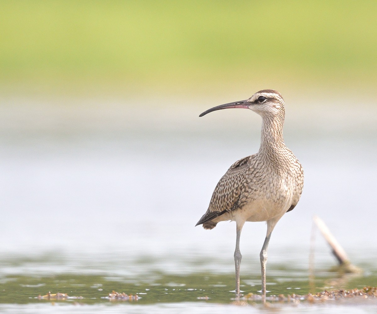 Hudsonian Whimbrel - ML640776597