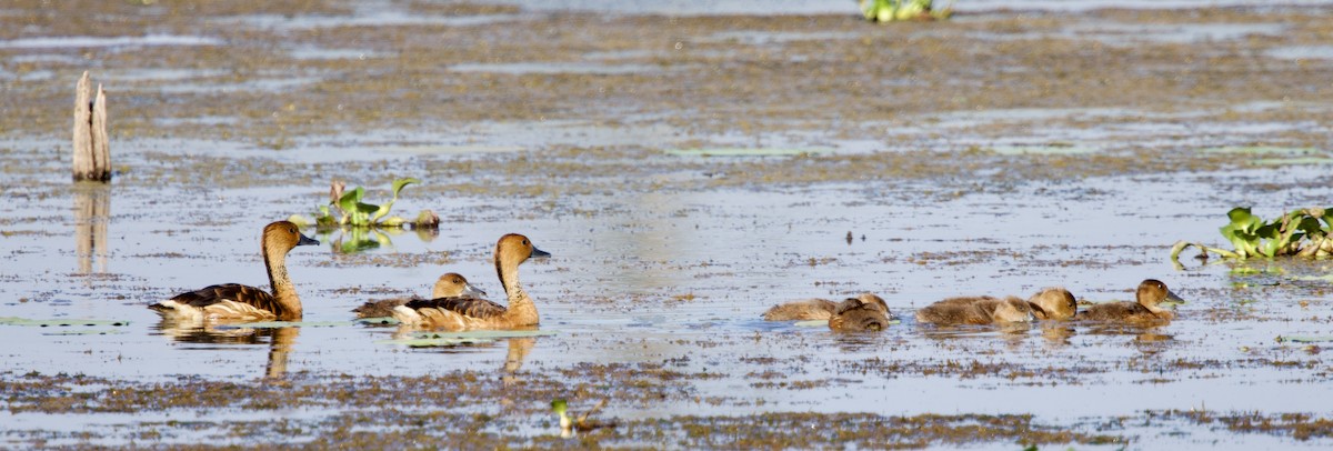 Fulvous Whistling-Duck - ML640776628