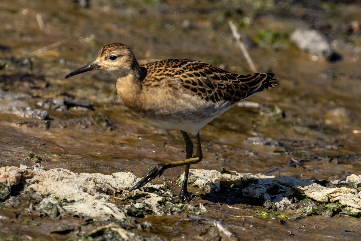 Ноцоо элсэг - ML640776743