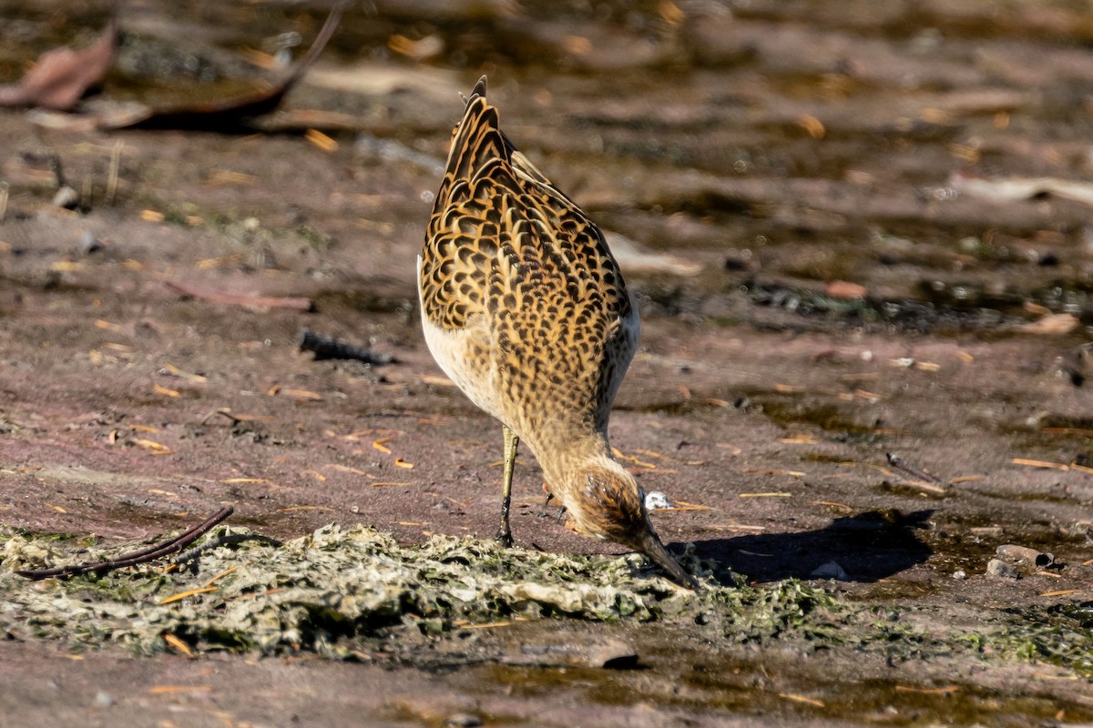 Ноцоо элсэг - ML640776744