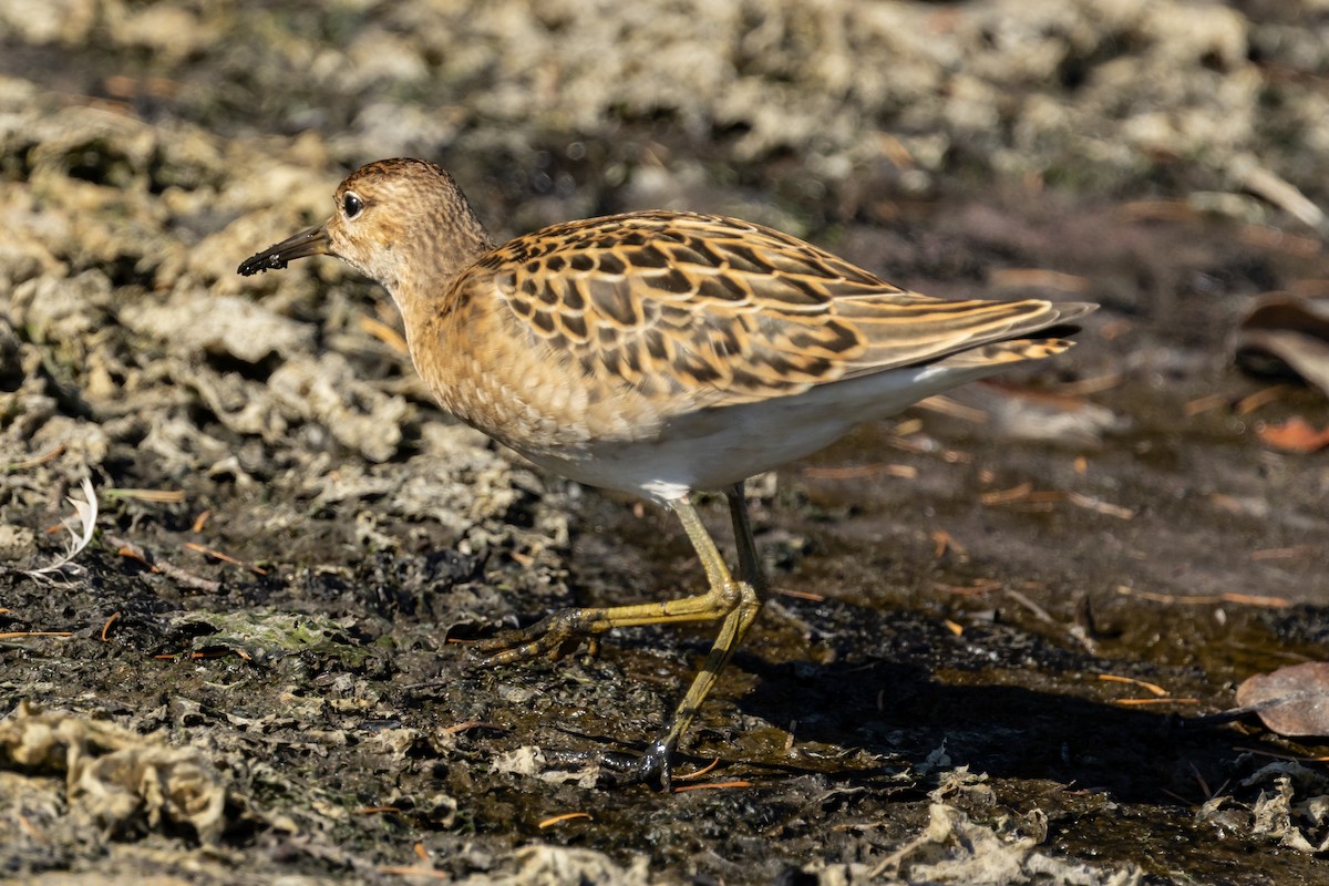 Ноцоо элсэг - ML640776745