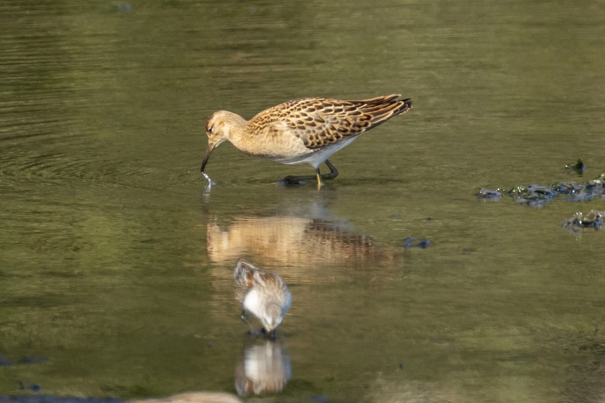 Ноцоо элсэг - ML640776746