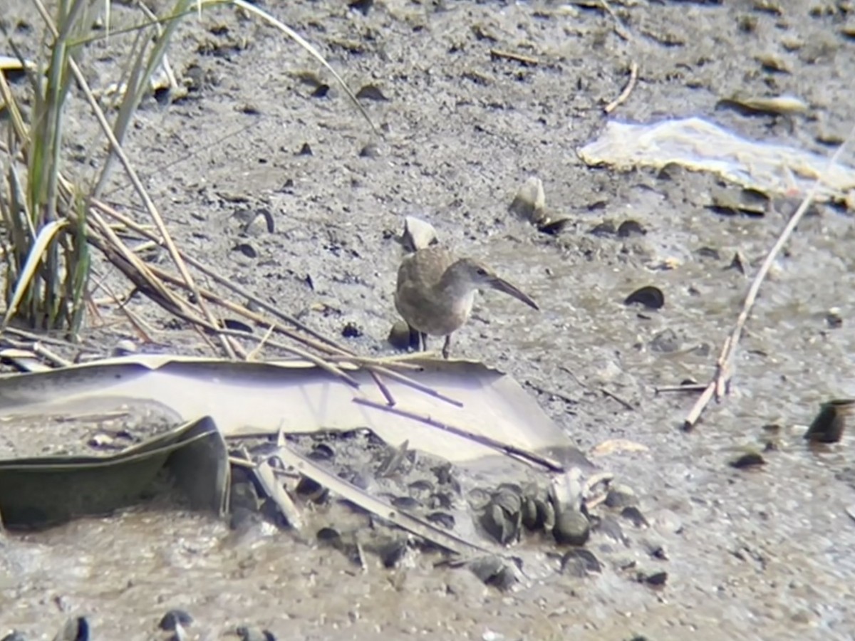 Clapper Rail - ML640776754