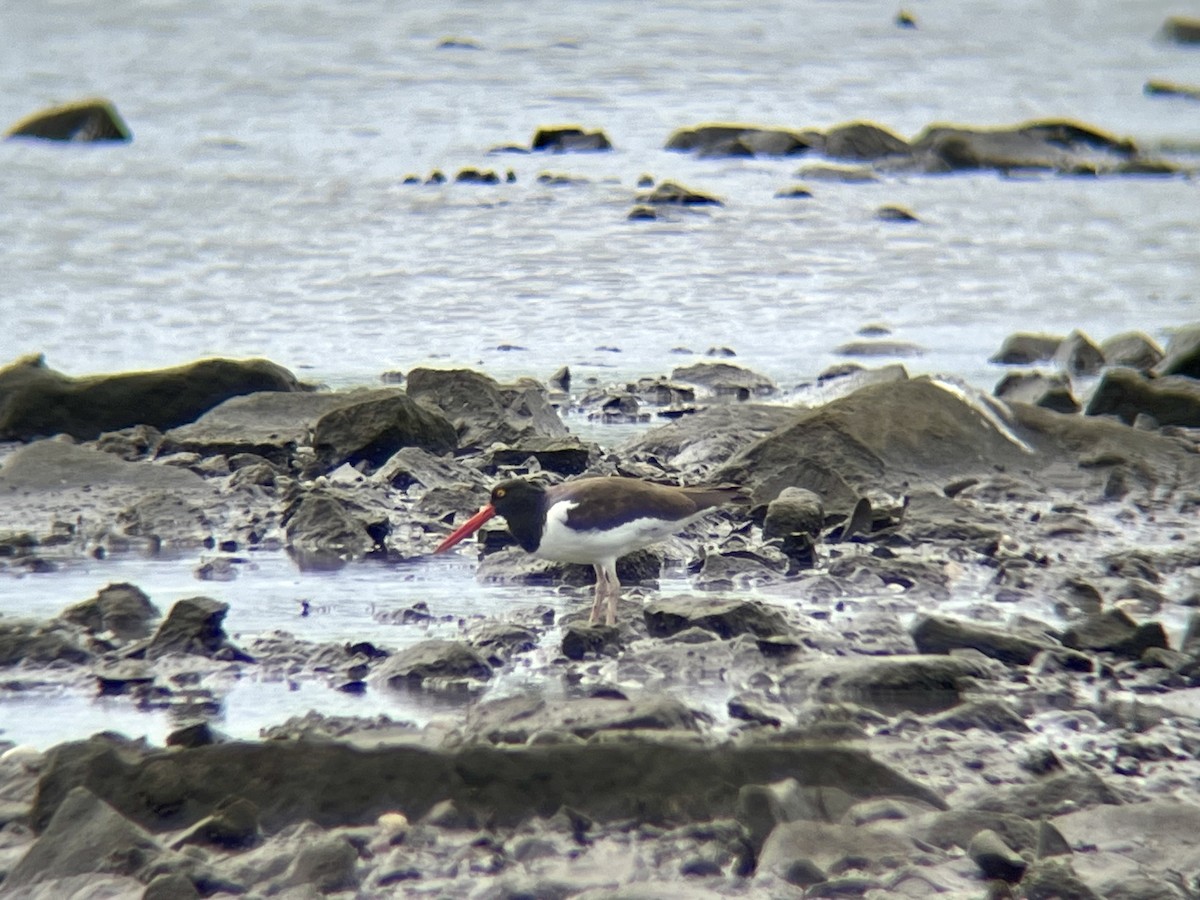 American Oystercatcher - ML640776762