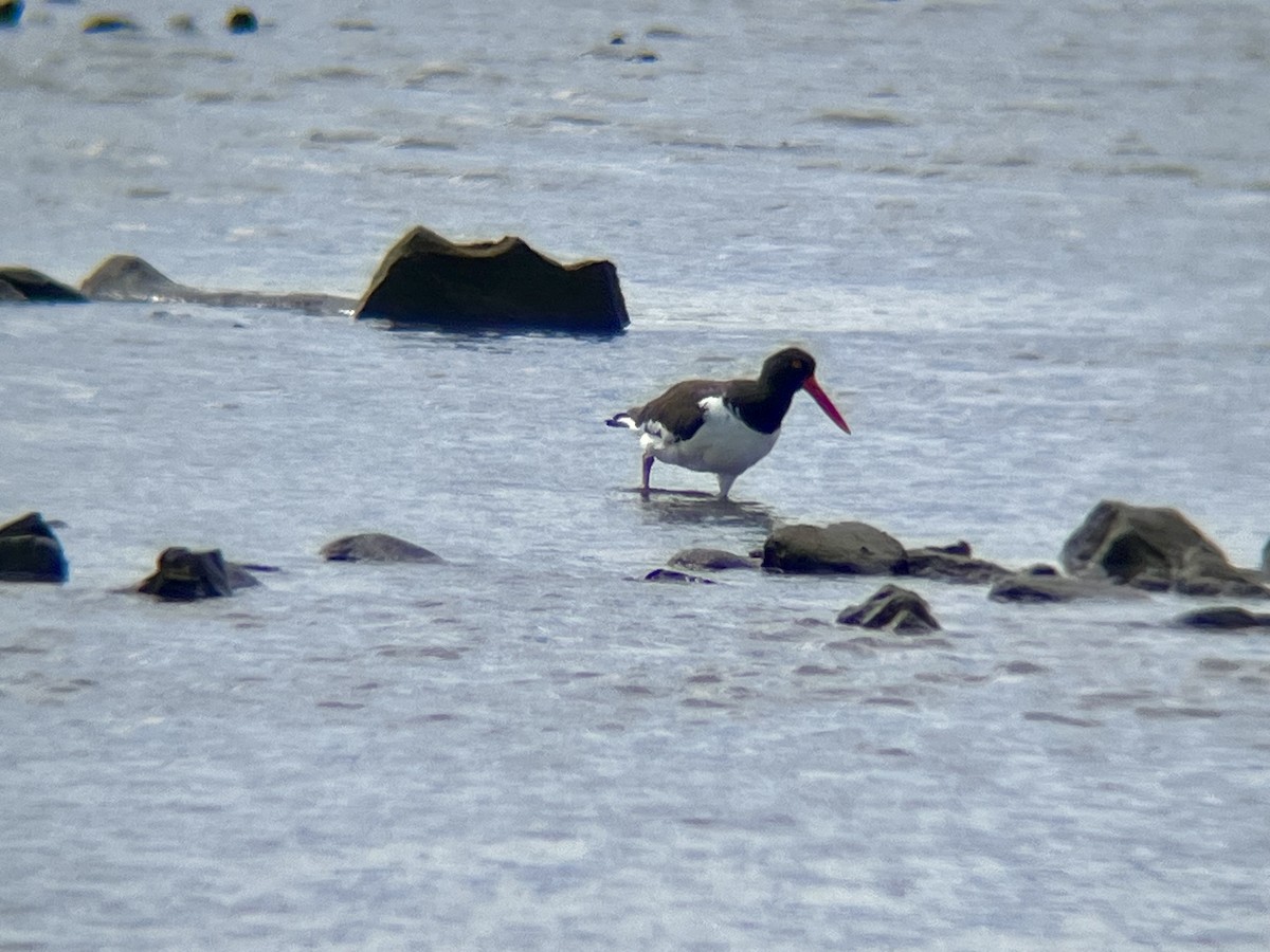 American Oystercatcher - ML640776763