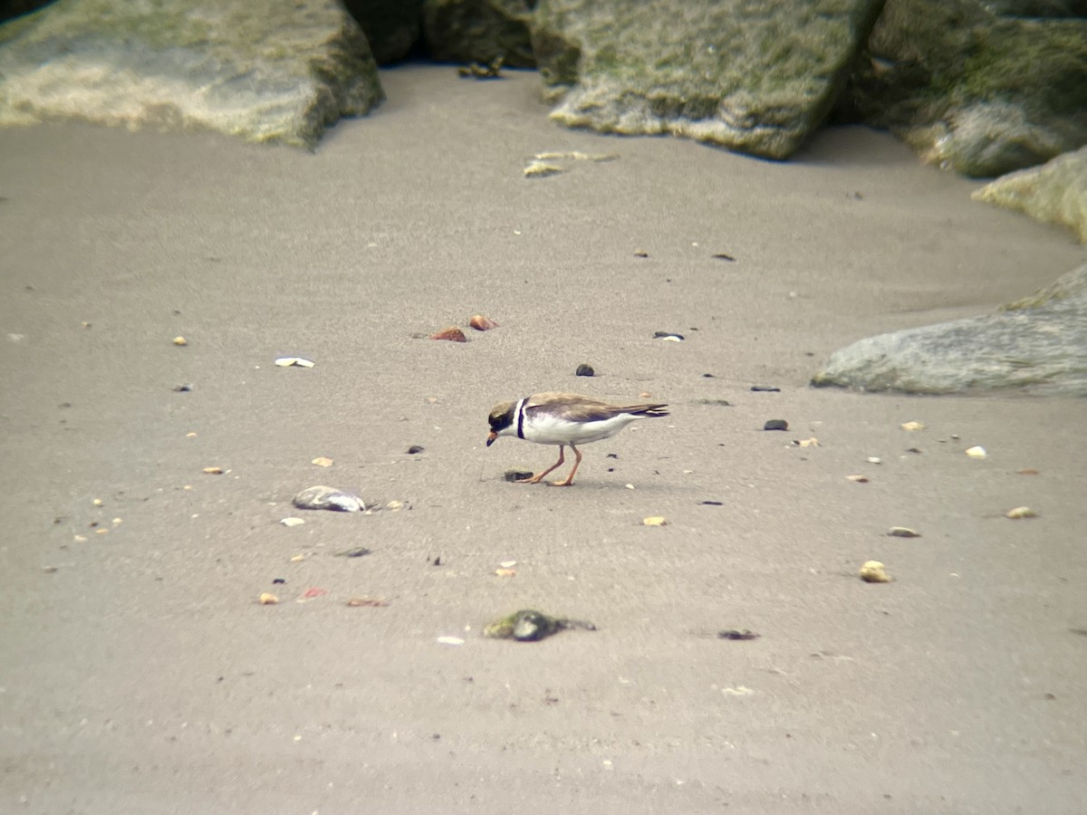 Semipalmated Plover - ML640776779