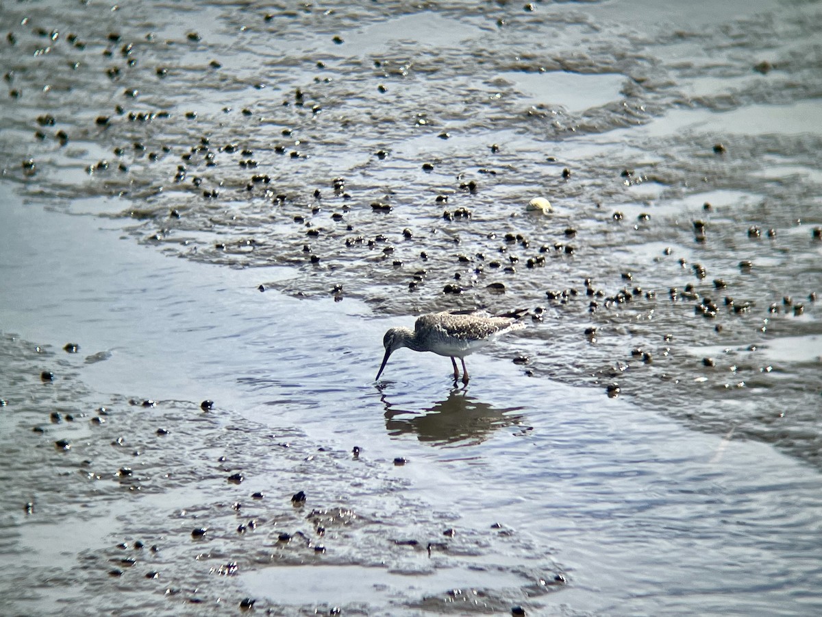 Greater Yellowlegs - ML640776783