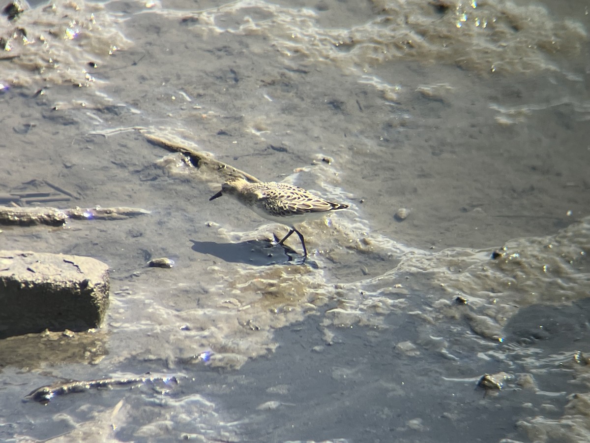 Semipalmated Sandpiper - ML640776789