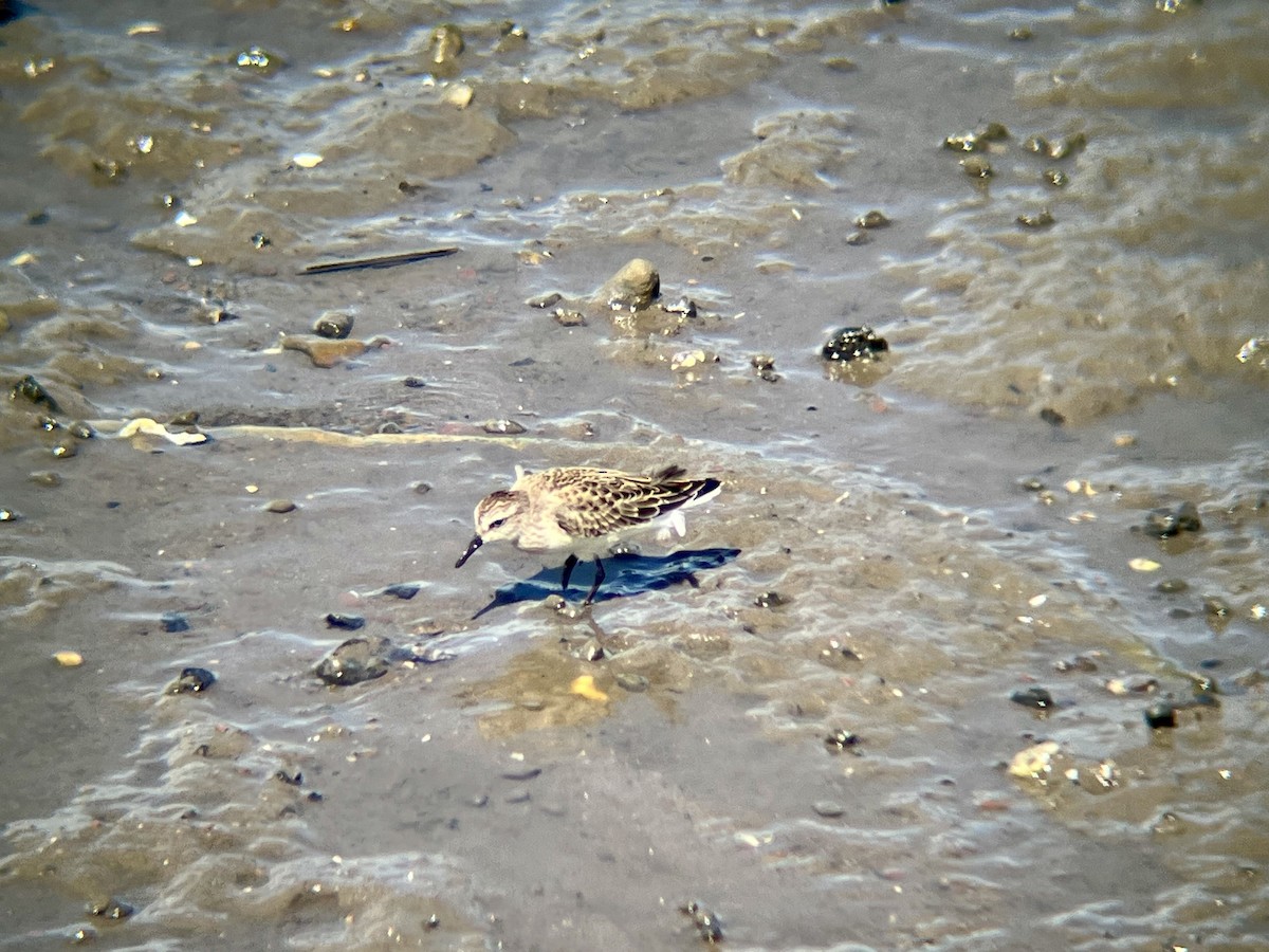 Semipalmated Sandpiper - ML640776790