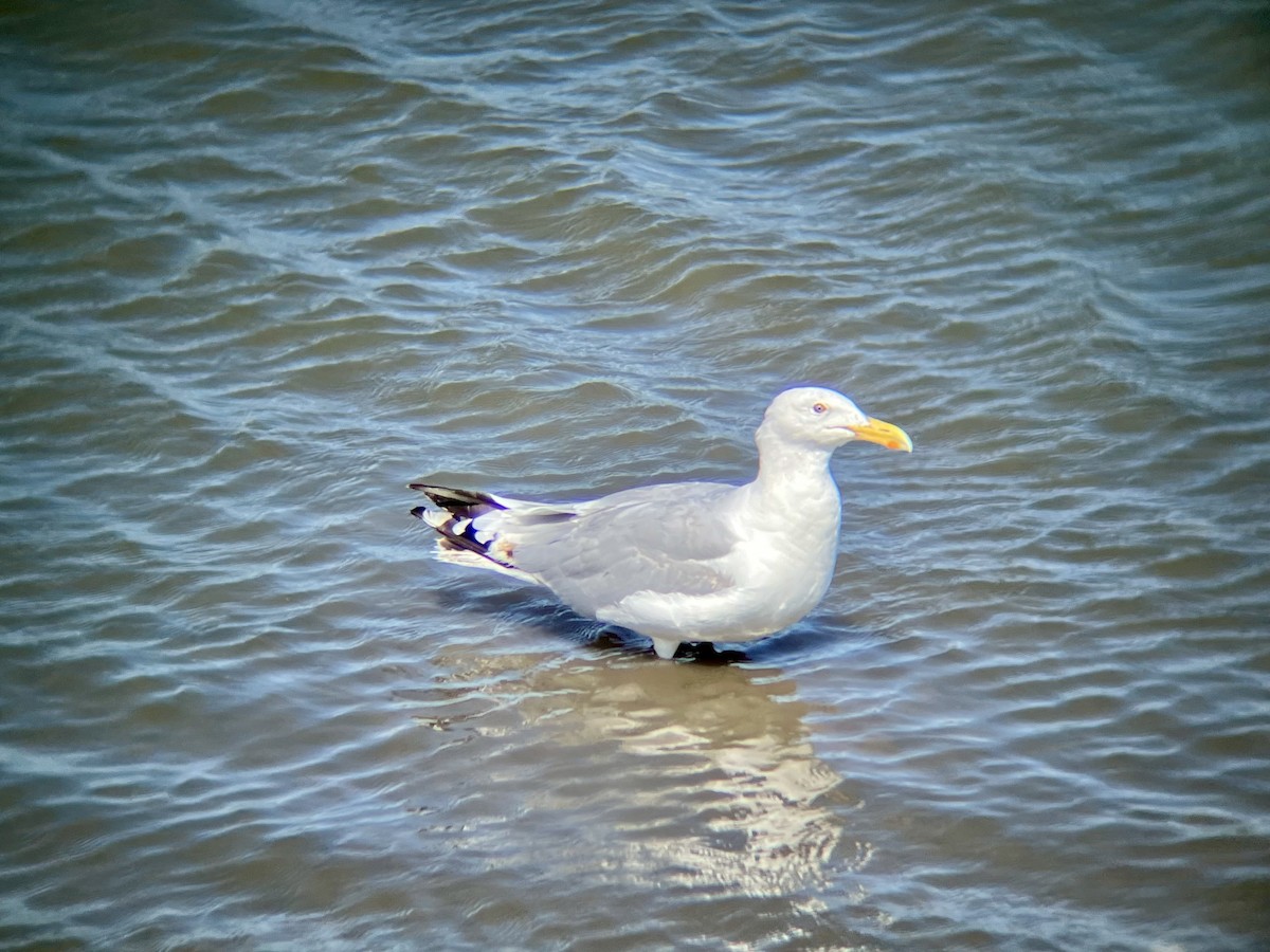 American Herring Gull - ML640776800